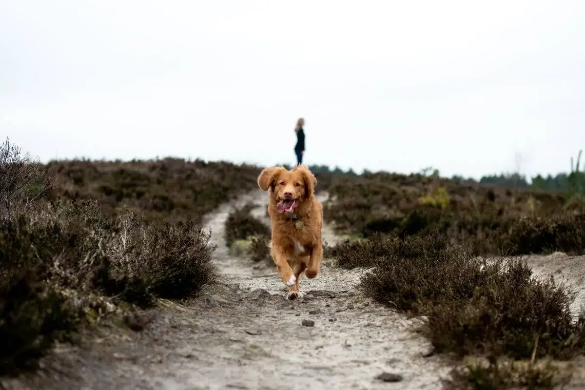 Dog and Owner Off lead dog walking Dog and Owner training together come when called off lead