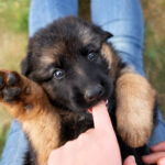 Puppy Biting: What’s Normal, What’s Not, and How to Change It