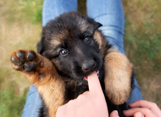 Puppy Biting: What’s Normal, What’s Not, and How to Change It