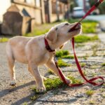 The First Things to Teach Your New Puppy
