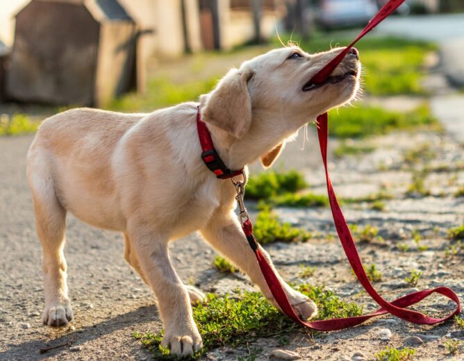 The First Things to Teach Your New Puppy