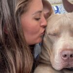 XL Bully Breed Ban in Ireland – Position Statement