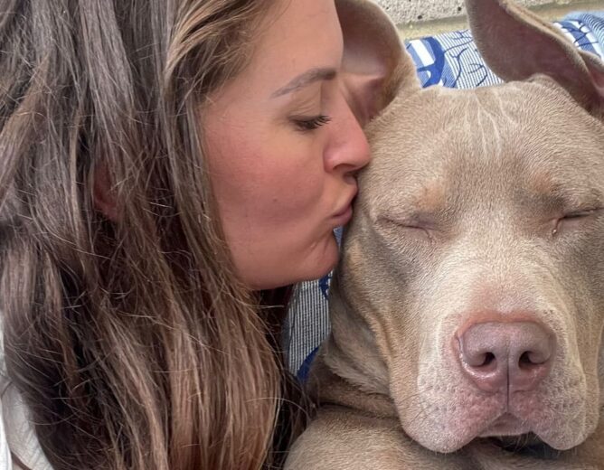 XL Bully Breed Ban in Ireland – Position Statement